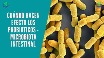 ¿Cuánto tardan en hacer efecto los probióticos?