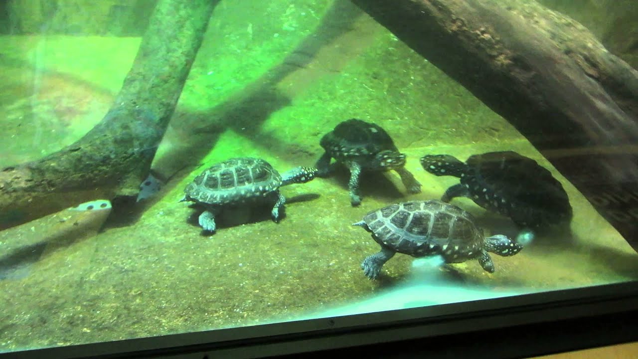 Spotted Pond Turtles - National Zoo - 10/31/2014