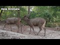 #Breeding Season of Sambar Deer |Asia Animals|