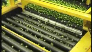 Sge Brussel Sprout Processing