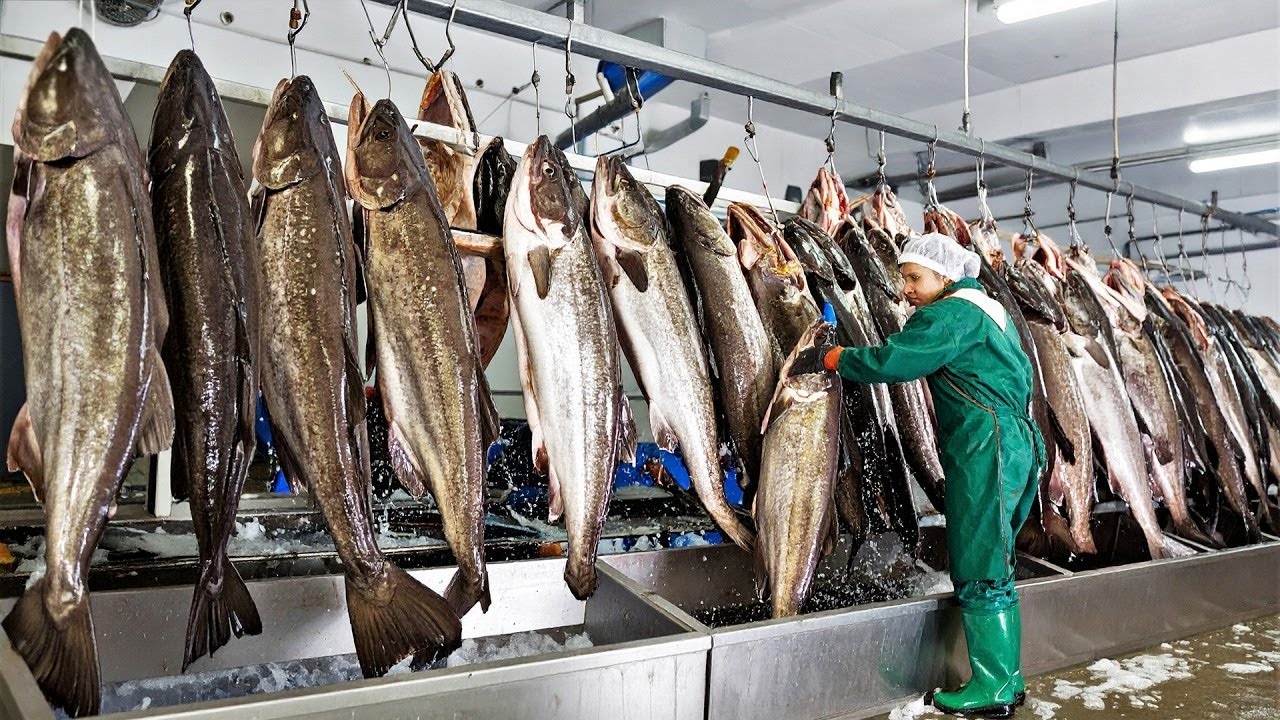 لن تصدق كيف يتم اصطياد ملايين أسماك القد ومعالجتها داخل المصانع!