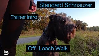 Standard Schnauzer Off-Leash and Zoomies at Sunset. by Standard Schnauzer USA 594 views 2 years ago 5 minutes, 25 seconds