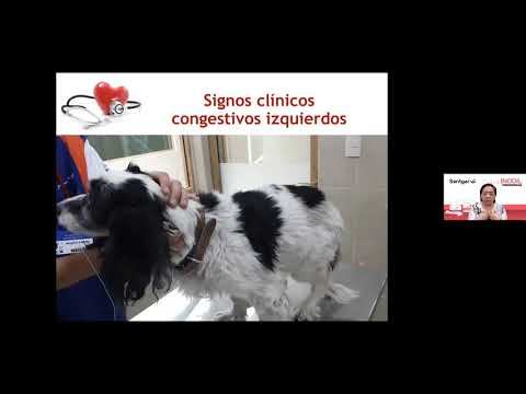 Video: Vetmedin - Lista De Medicamentos Y Recetas Para Mascotas, Perros Y Gatos