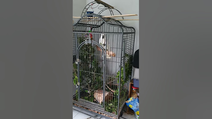 Max the cockatoo learns how to forage (with a little help from Loki)