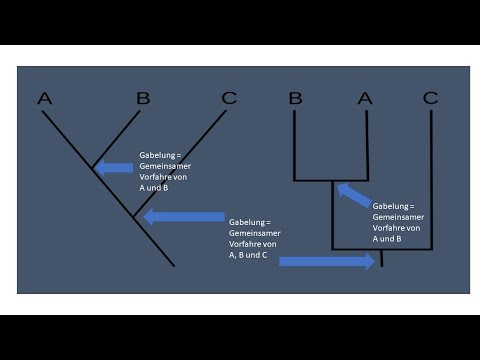 Video: Ein Phylogenetisches Gerüst Der Hülsenfruchtgattung Aeschynomene Zur Vergleichenden Genetischen Analyse Der Nod-abhängigen Und Nod-unabhängigen Symbiosen