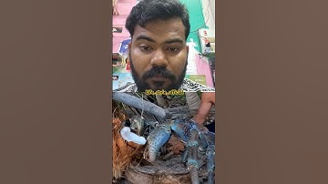 Giant crabs 🦀 rule the island 🏝 |ytshorts | shorts|youtube |trending | viral| Life_style_official