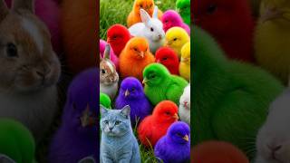 Tangkap Ayam Lucu, ayam warna warni, ayam rainbow, kelinci lucu, bebek lucu, ikan koi, Hewan Lucu