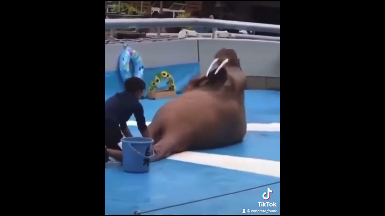 Sappy Seal mfers showing proof of gym 