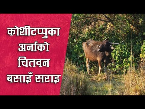 कोशीटप्पुका अर्नाको चितवन बसाइँ सराइ