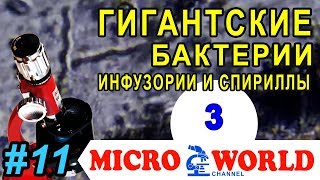 Гигантские бактерии. Инфузории и спириллы (фильм третий) - MICRO WORLD #11