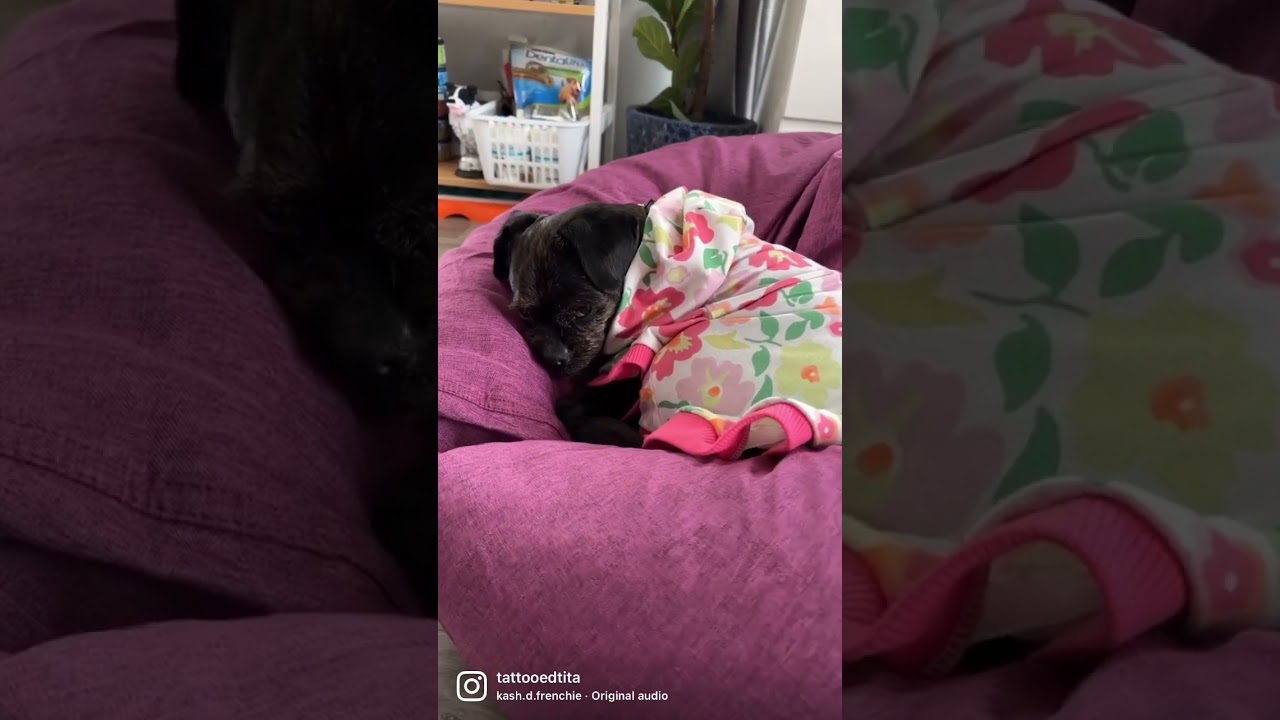 Nope 😴 | lazy dog | pugapoo | 