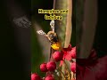 Honeybee with ladybug.  Friends? #macrovideo #honeybee #ladybug