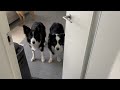誰もいないと思って扉を開けたら飼い主がいて怒られてしまった時の愛犬の反応がもう人間