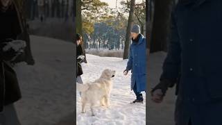 Golden Joy: Exploring the Fluffy Elegance and Energetic Spirit of Retrievers #shorts #dog #doglover