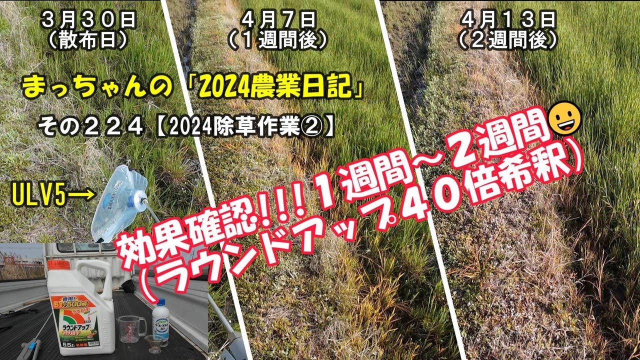 その224【2024除草作業②】除草効果確認!!!1週間＆2週間後