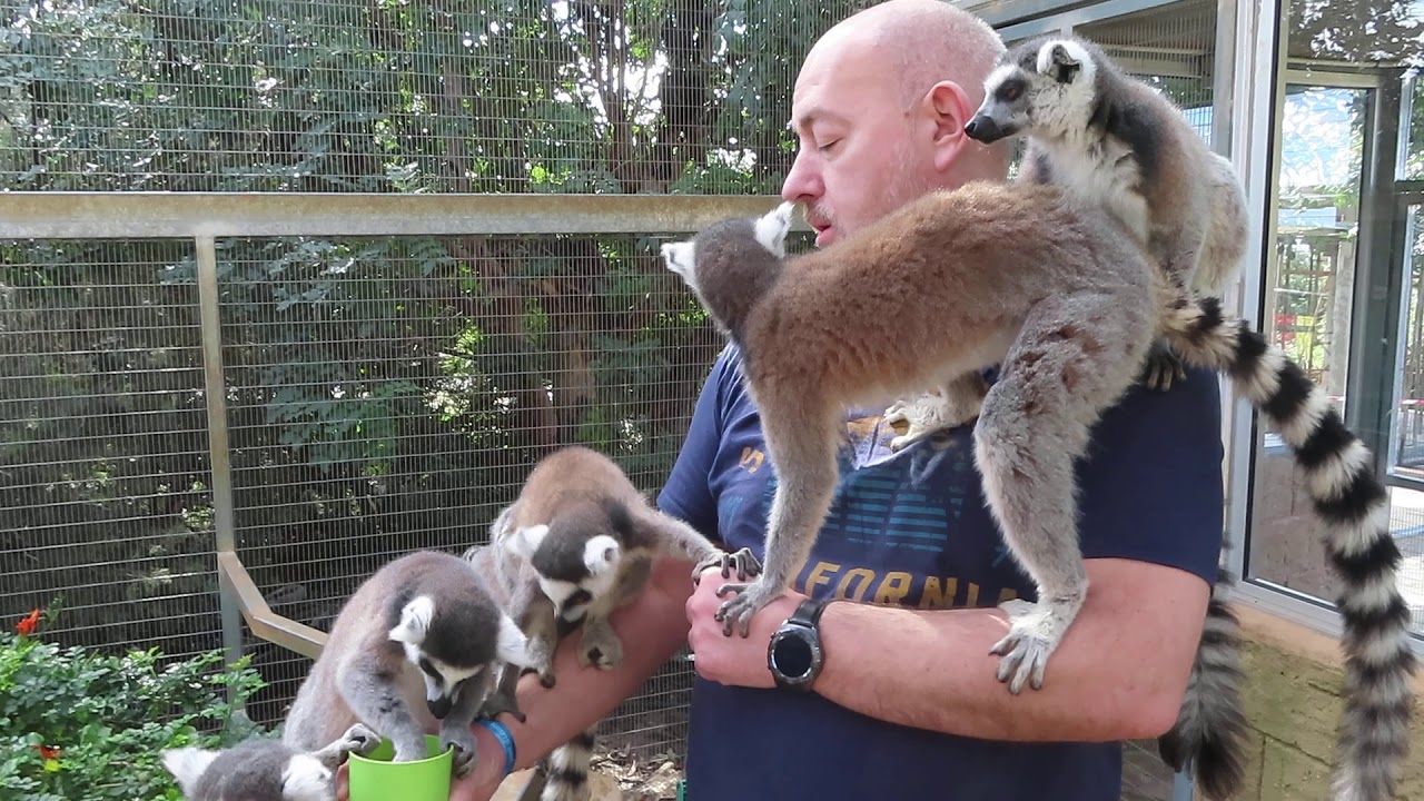 Feeding ring-tailed lemurs at Paphos Zoo