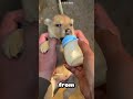The Shy Puppy and His Kind Friends 🐶🥛