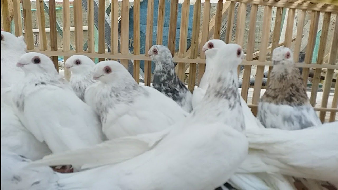 20👈دكر حمام غزار وتلاوين🔥للبيع اهداء للنشيشة#تربووومصر