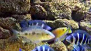 Cyprichromis FIGHTING African cichlid tank