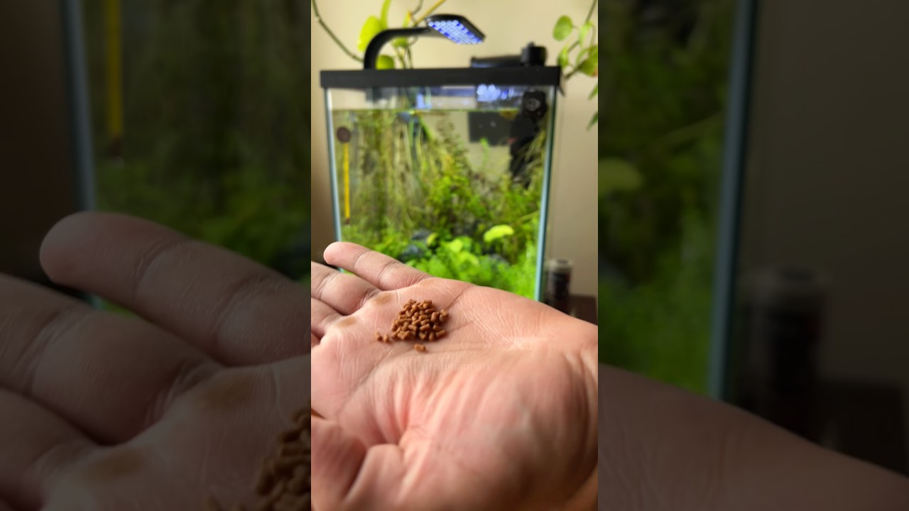 Feeding the tank #aquarium