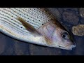 Fliegenfischen in Tschechien | Live-Bisse | Äschen, Regenbogenforelle, Bachforelle