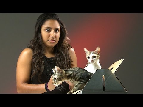 فيديو: كيف تخبر قطة تايلندية عن الآخرين