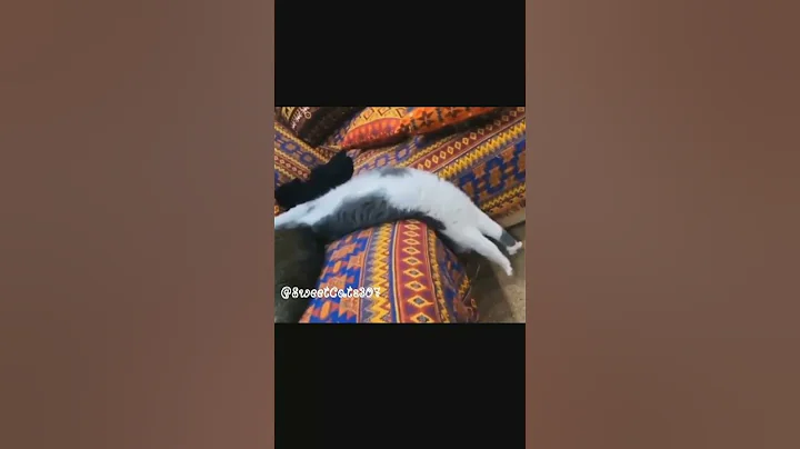 Watch the video about Funny cats reactions😹||try not to laugh||Funny Animals||#shorts