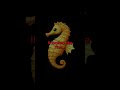 Did it really never exist..? #seahorse #emoji #mandelaeffect
