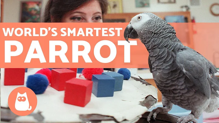 The SMARTEST PARROT in the WORLD  (Alex the Africa...