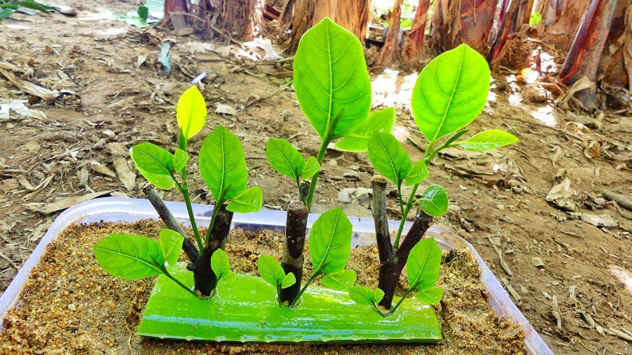 Jackfrout Tree Roots Unique Skill Grafting Jackfruit makes roots and fruits grow faster with ...