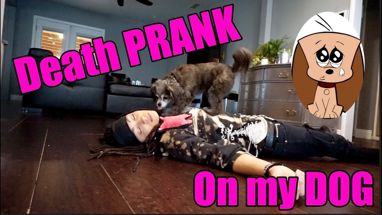 DEATH PRANK ON MY DOG!! YouTube
