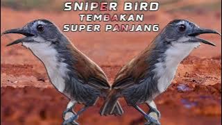 burung sniper gacor hujan tembakan #burungsniper