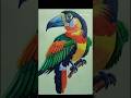 Oil pastel work 🖍️#toucanbird #youtubeshorts #art #music #youtuber #youtube #drawingbirds #handmade