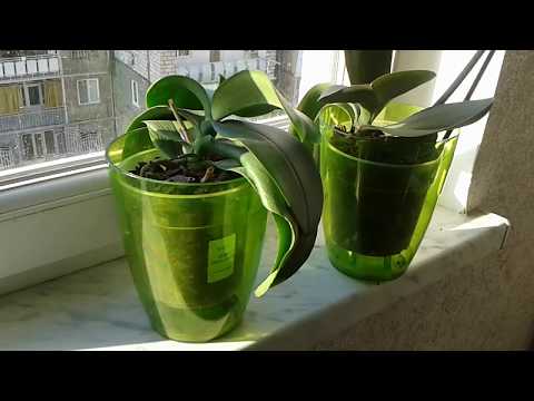 ორქიდეომანია # ორქიდეის მოვლის ძირითადი პრინციპები