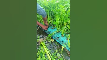 Grow celery hydroponically #shorts #plantingtips