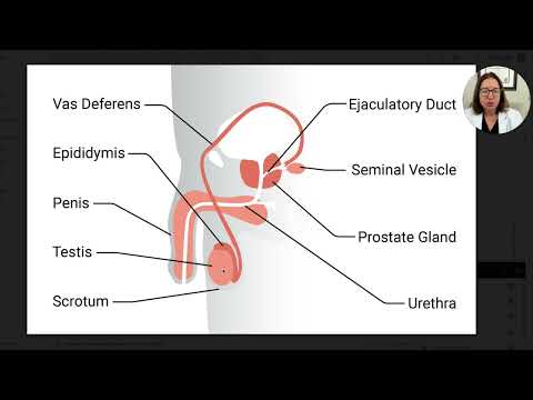 MS Reproductive System A P Review