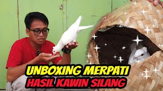 BELI MERPATI MR.X KAWIN SILANG SAMA SANTINET ‼️