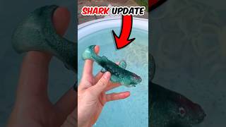 Lets Grow a Shark (ULTIMATE UPDATE) #shorts