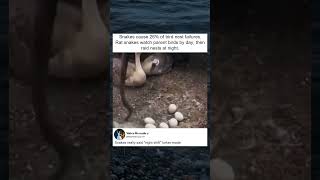 Rat Snakes Raid Bird Nests at Night