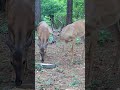 #wildlife #buck #trailcam