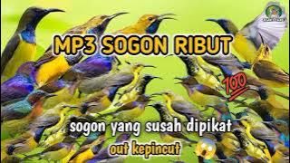 suara pikat burung sogon ❗dengan MP3 paling ampuh di dunia hutan liar