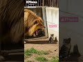 قطة فضولية تدخل عرين الأسد حيوان أسد قطة Wildlife Wildliferescue