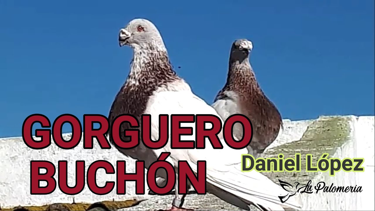 Buchón Gorguero y Gaditano Daniel López