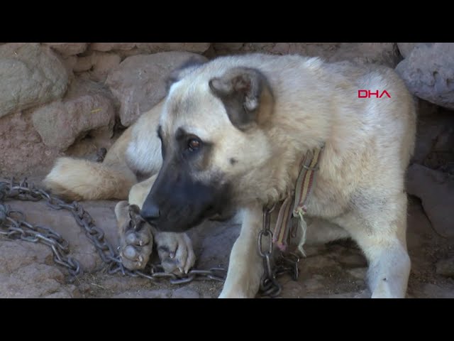 Kopege Tecavuz Ederken Yakalandi Koyluler Tepkili Youtube