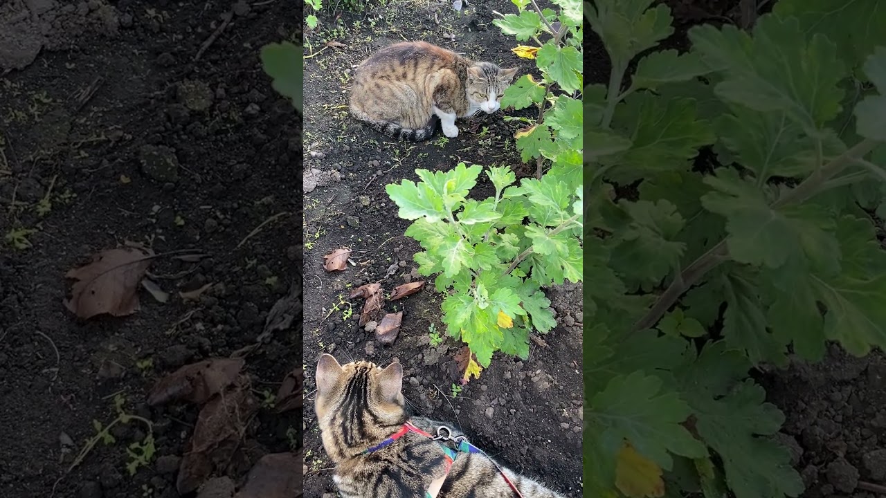 今朝の散歩。トラジと野良猫。小さいからメスかな。 #猫 #cat #野良猫 #shorts