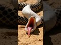 Why the Hognose Snake Fakes Its Own Death 🐍