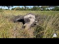 Morula just chilling in the mud | Living With Elephants Foundation | Okavango Delta, Botswana
