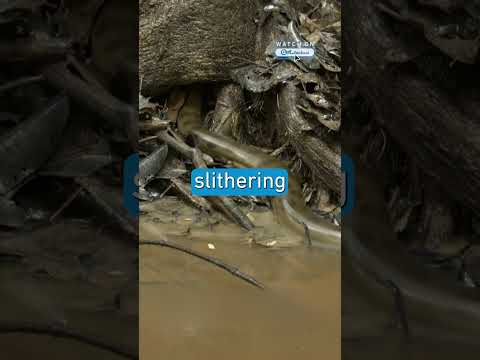 Can This Giant Anaconda Survive Its Dangerous Journey?