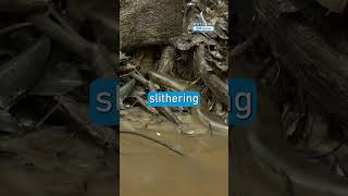 Thumbnail for Can This Giant Anaconda Survive Its Dangerous Journey?