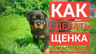 КАК ЗА ПАРУ НЕДЕЛЬ СДЕЛАТЬ ИЗ ЩЕНКА НЕВРАСТЕНИКА. Разбор видео.Воспитание и дрессировка собак КАК ЗА ПАРУ НЕДЕЛЬ СДЕЛАТЬ ИЗ ЩЕНКА НЕВРАСТЕНИКА. Разбор видео.Воспитание и дрессировка собак